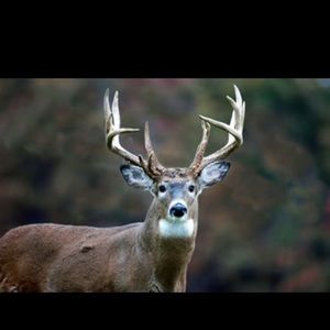 Meet your Posher, Mason